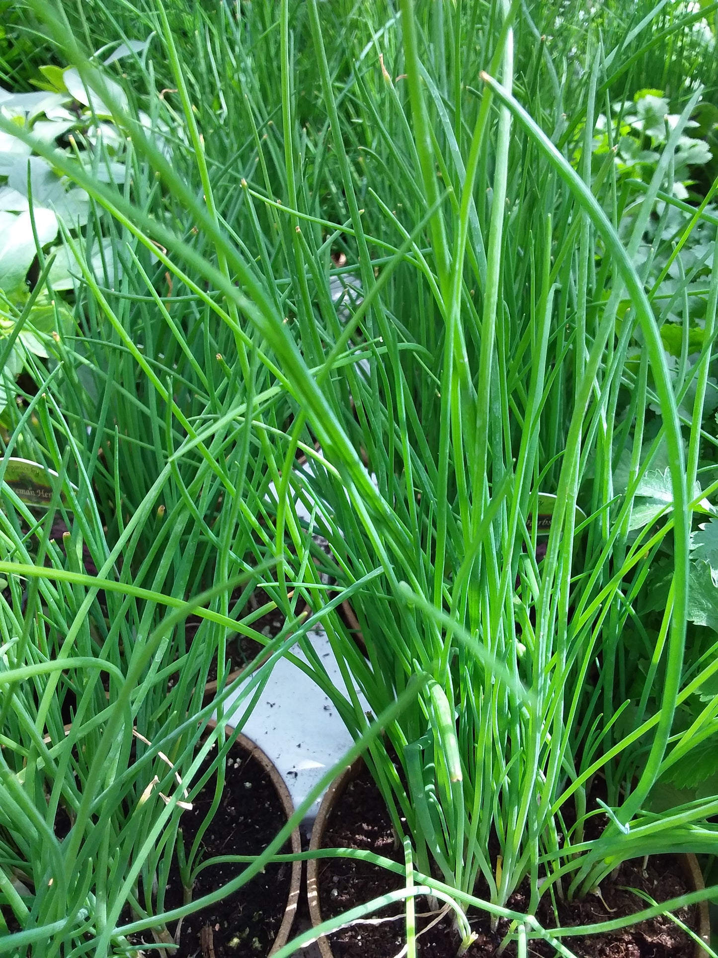 4" Organic Chives