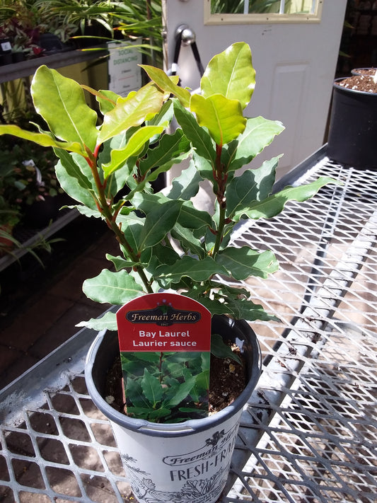 Bay Laurel