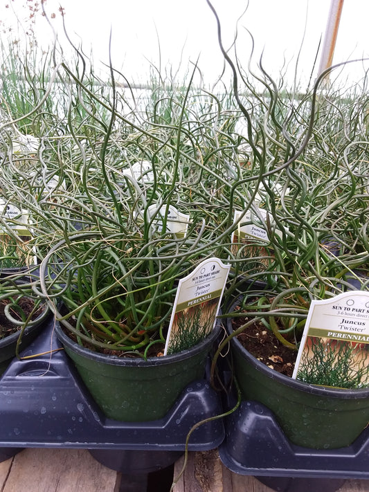 4" Juncus Twisted