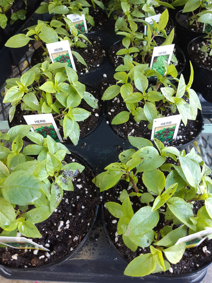 4" Thai Basil