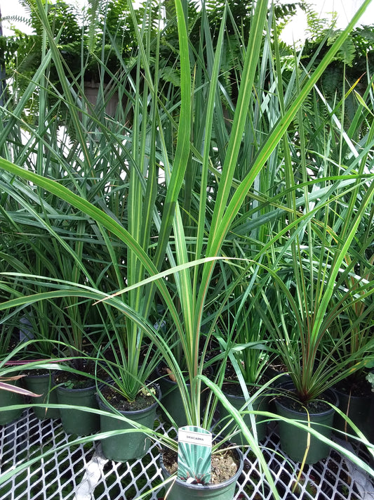4" Green Spike 'Dracaena'
