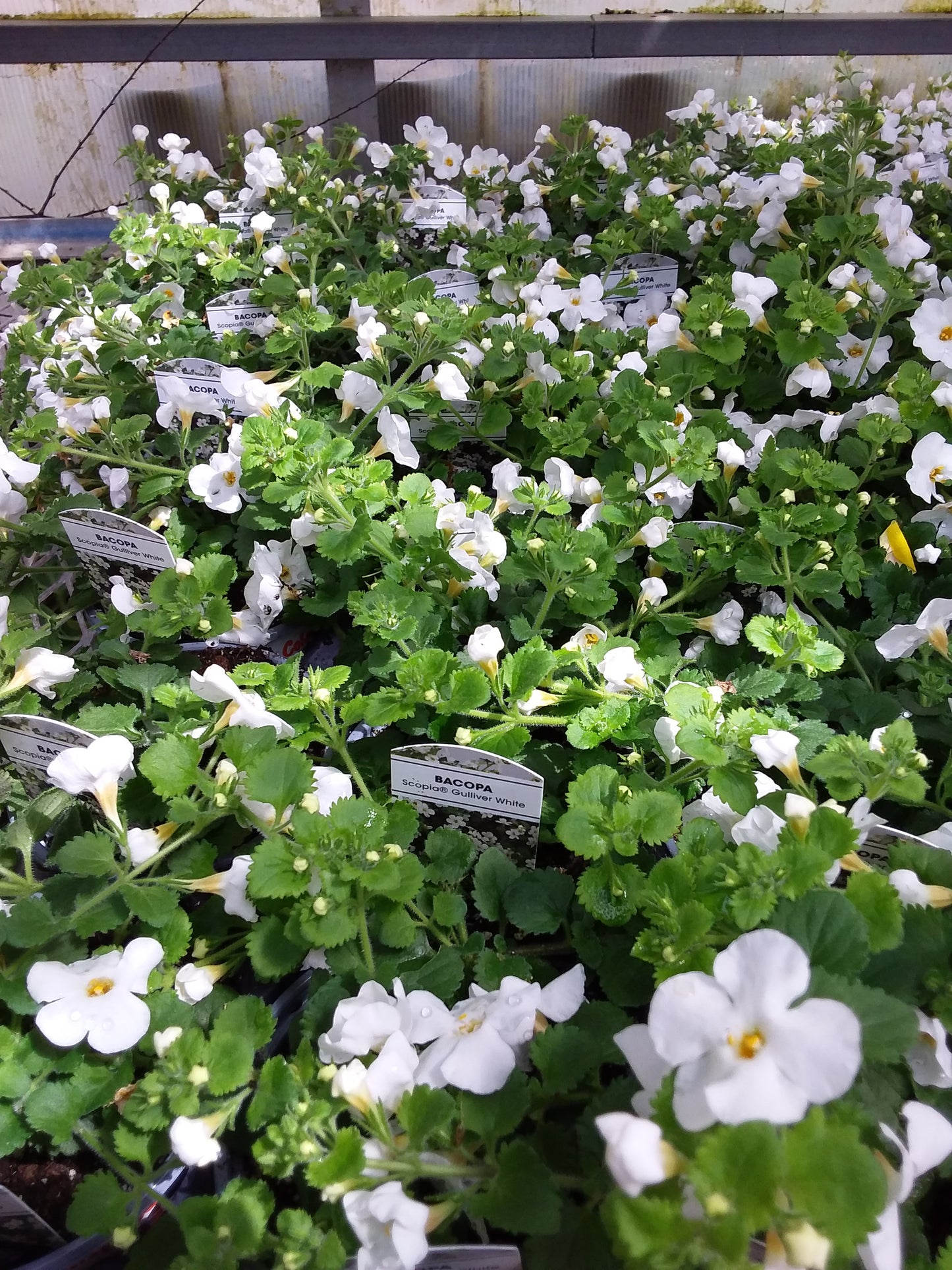 4" Bacopa