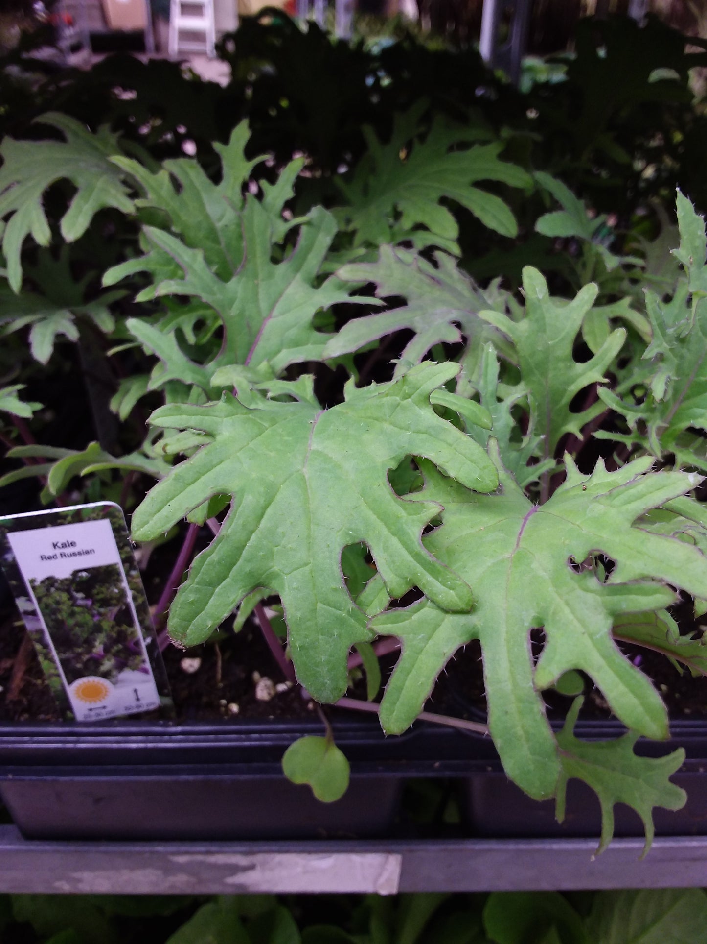 Kale Plant (Multi Pack)