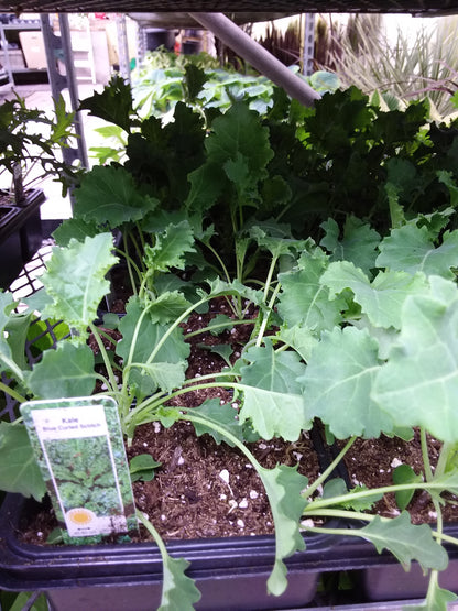 Kale Plant (Multi Pack)