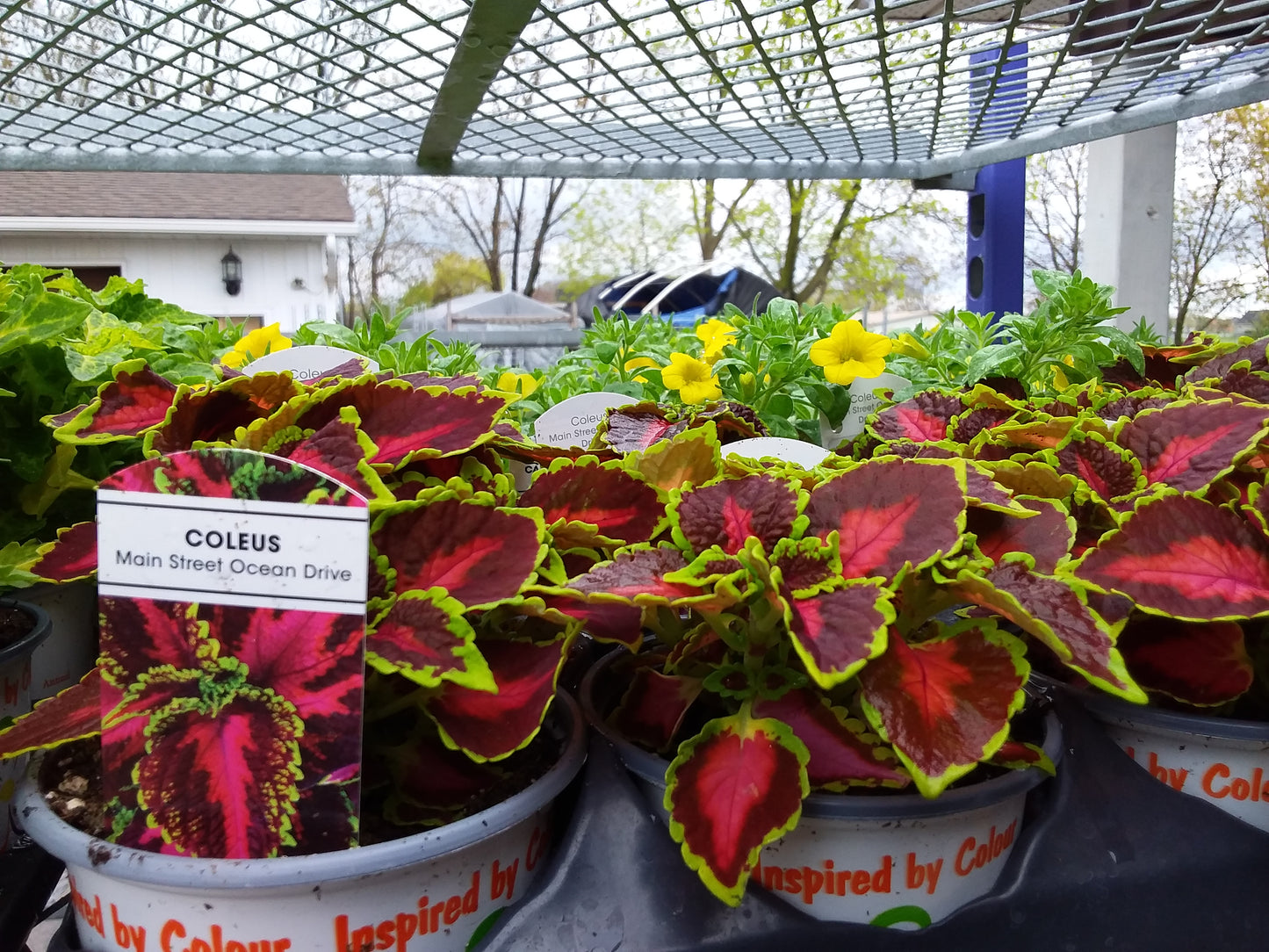 4" Coleus