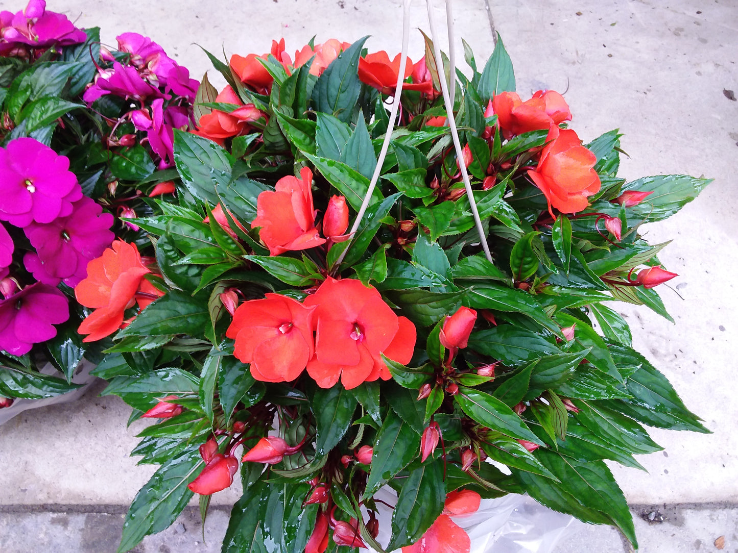 10" New Guinea Impatien Hanging Basket