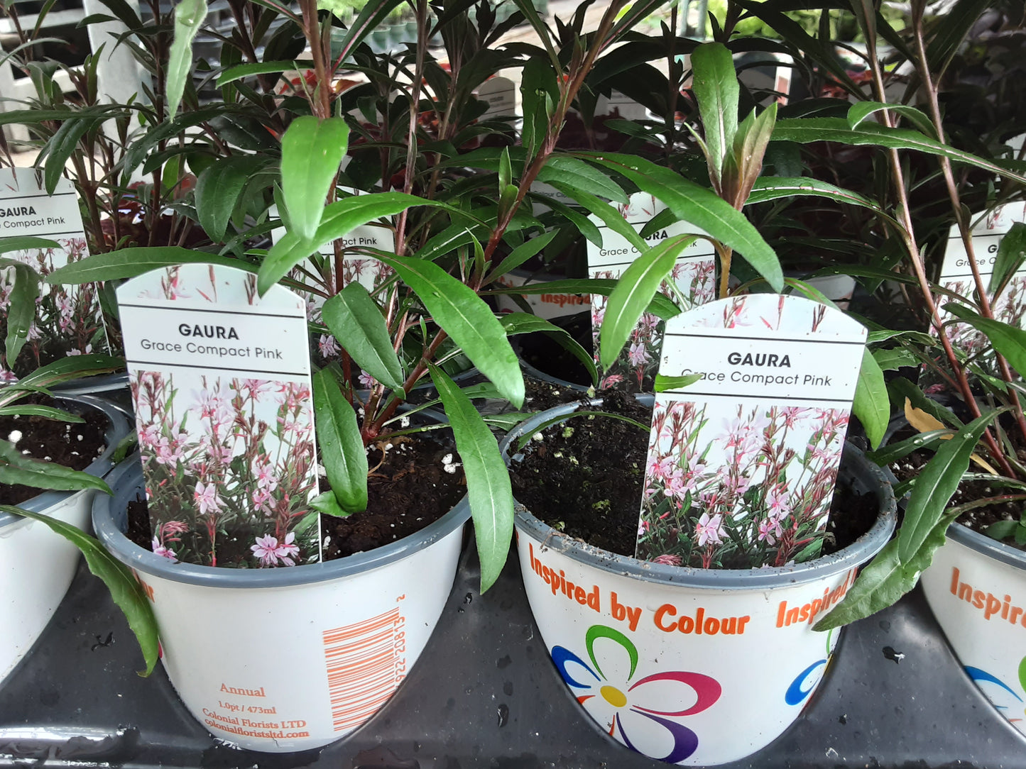 4" Gaura