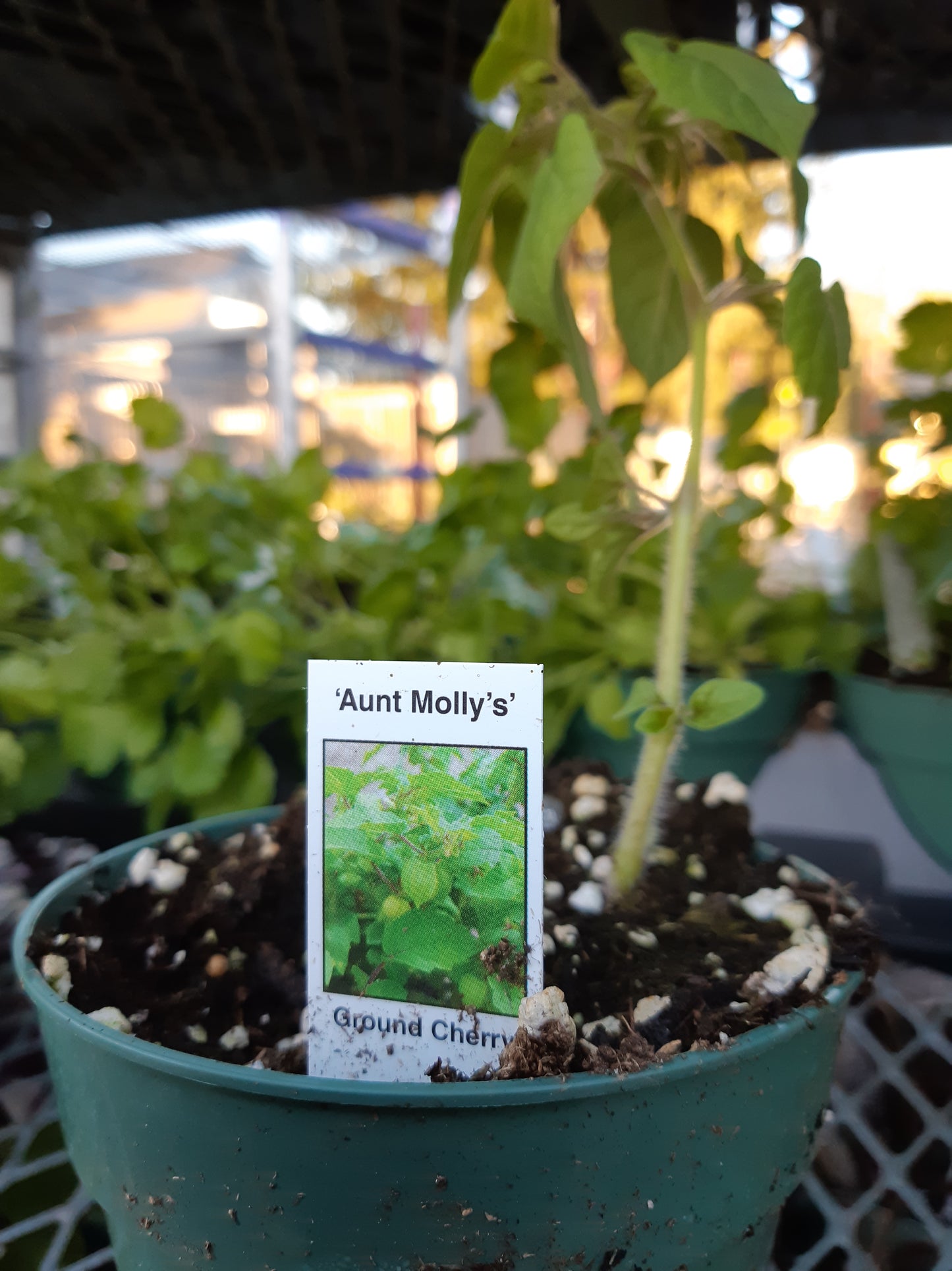 4" Ground Cherry