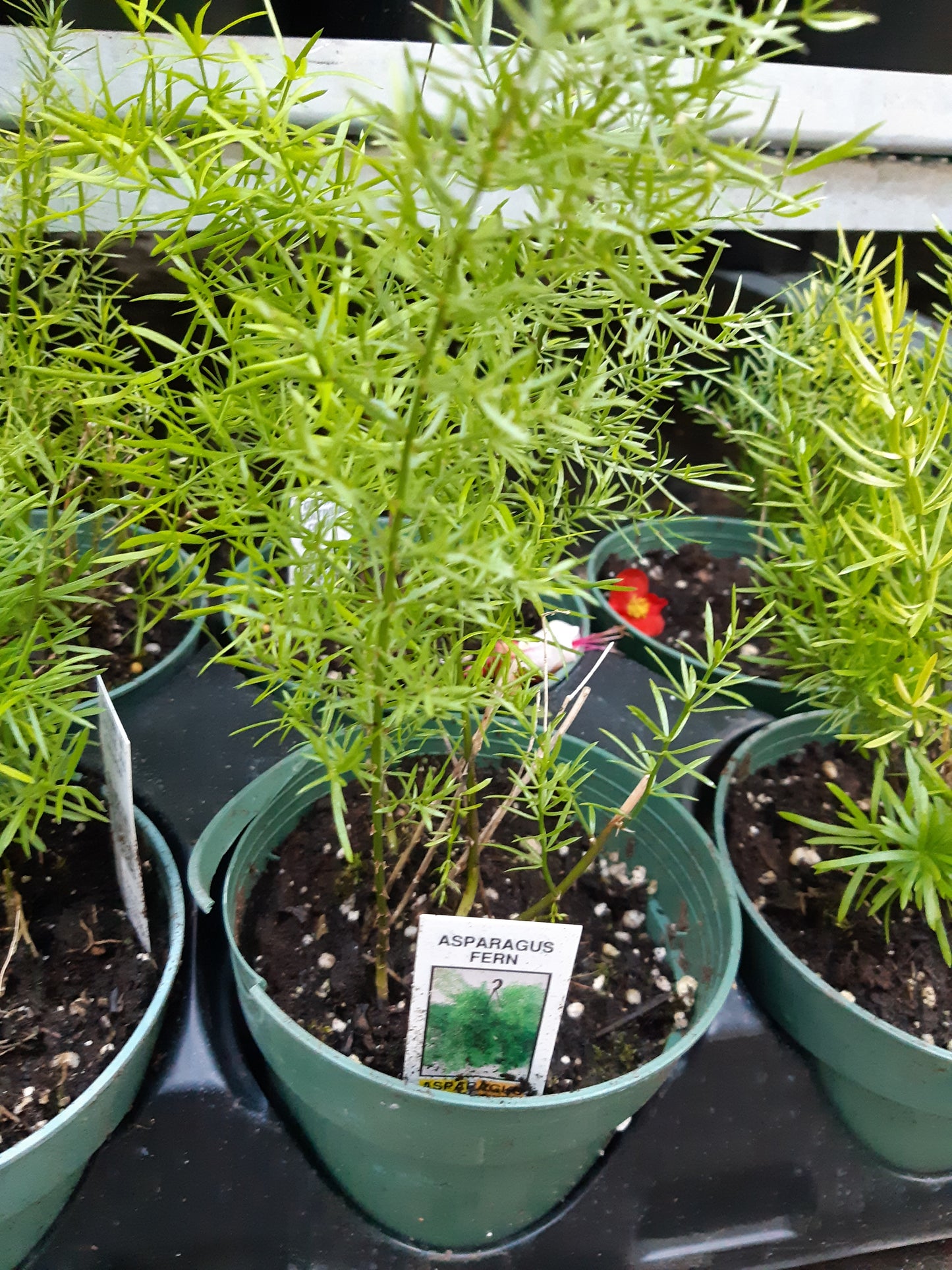 4" Asparagus Fern