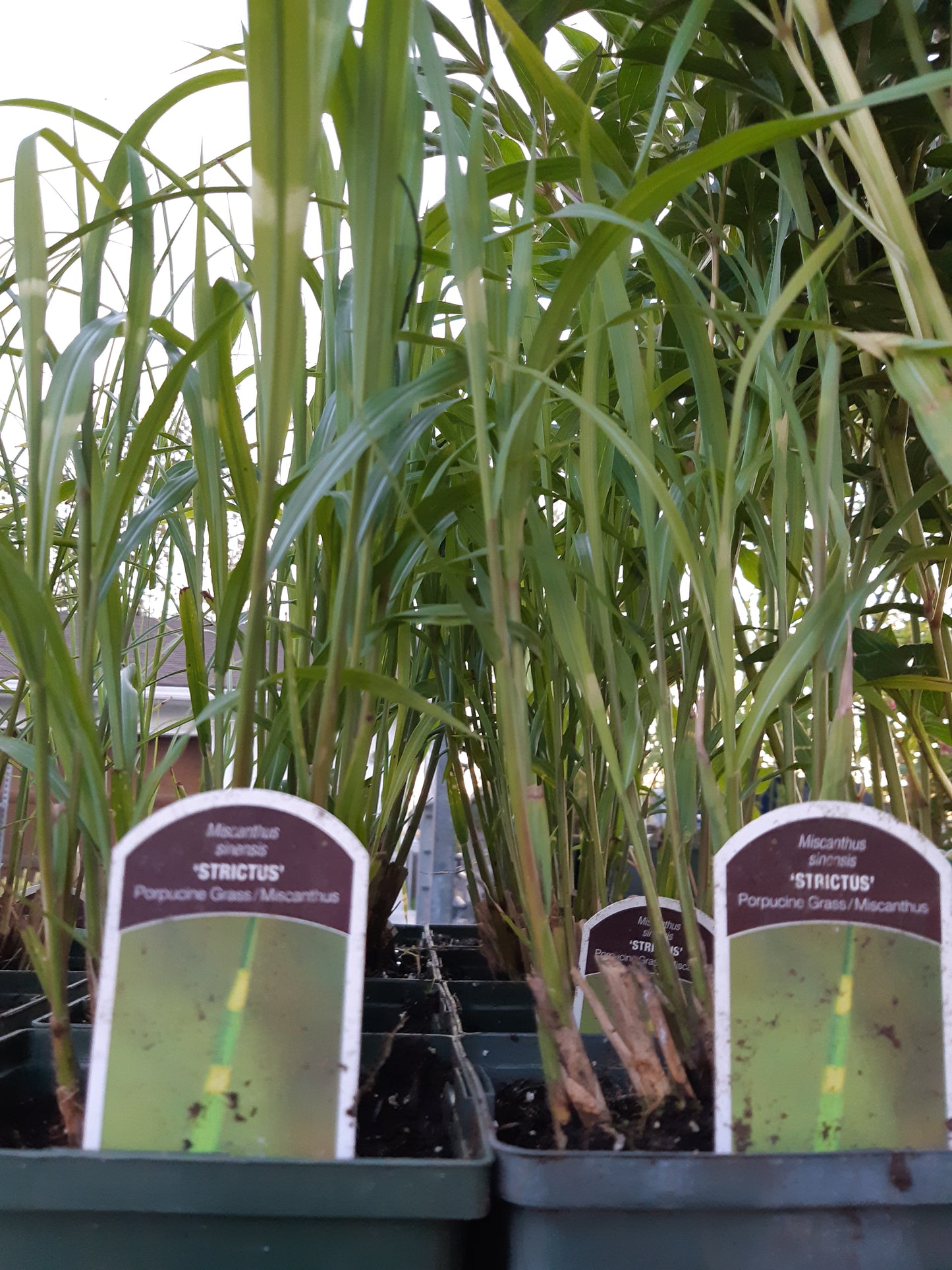 Porcupine Grass 'Strictus'