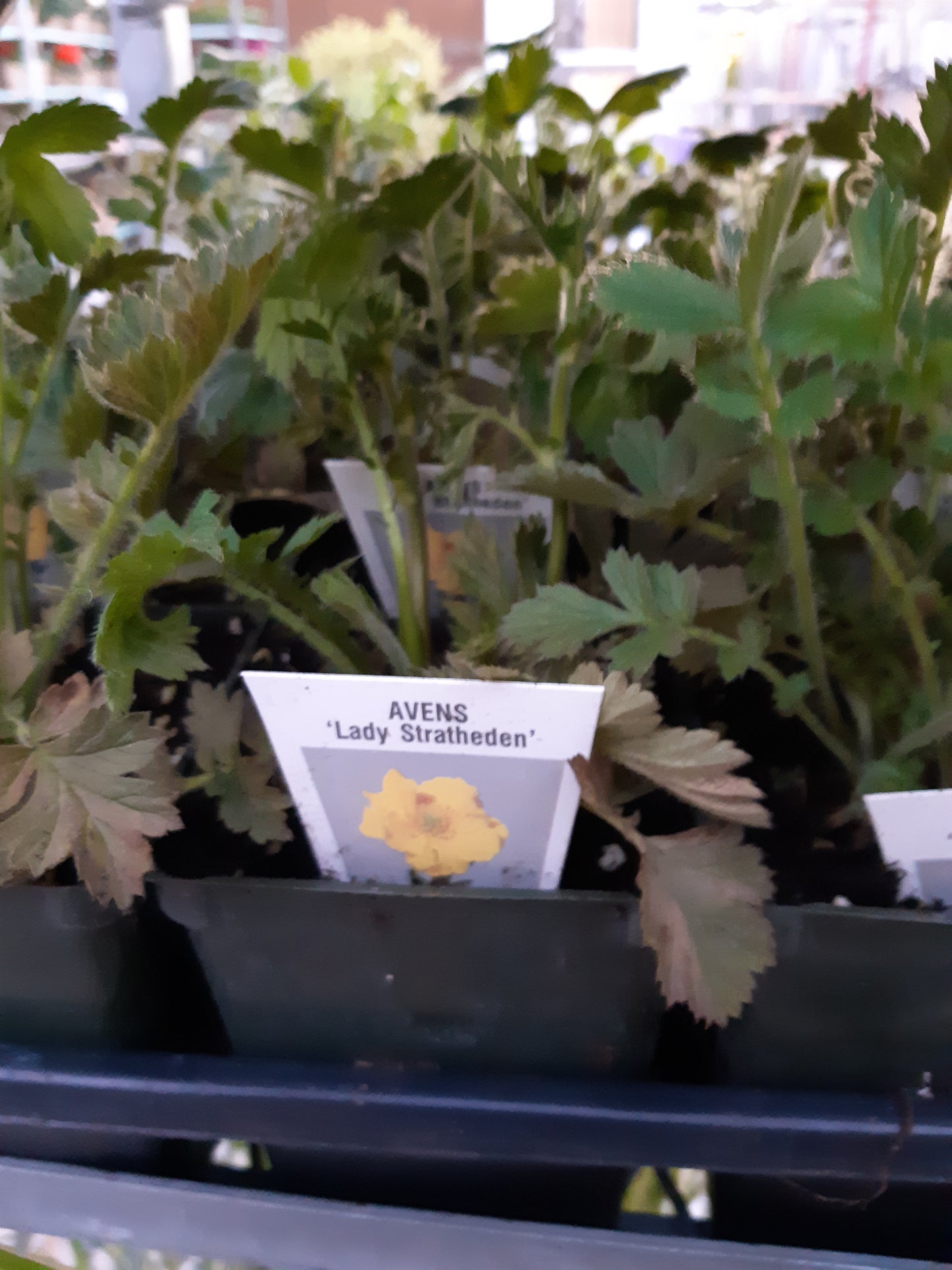 4" Geum 'Lady Stratheden