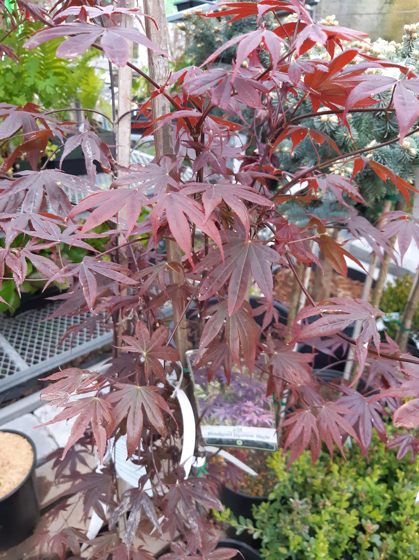 Japanese Maple Bloodgood