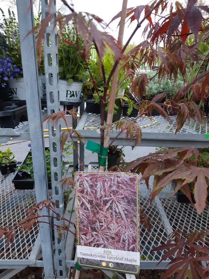 Japanese Maple Tamukeyama