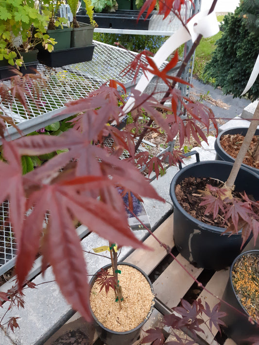 Japanese Maple Emperor 1