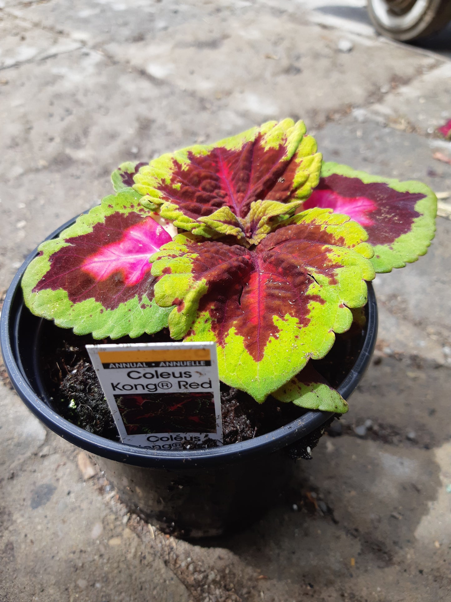 4" Coleus
