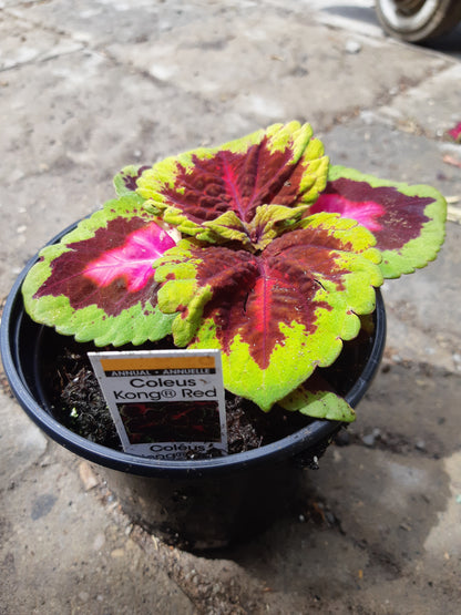 4" Coleus