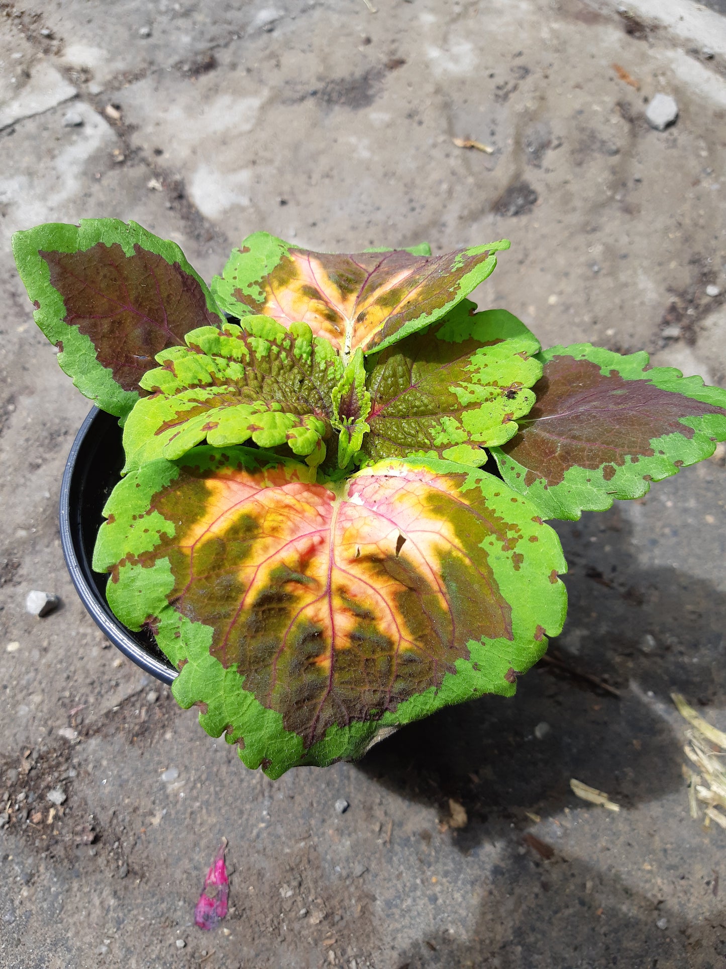 4" Coleus