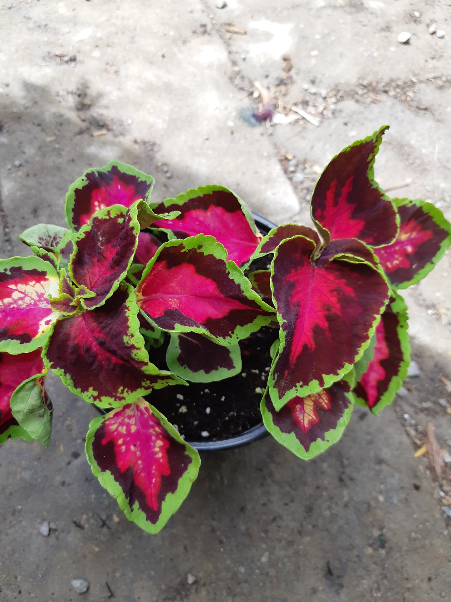 4" Coleus