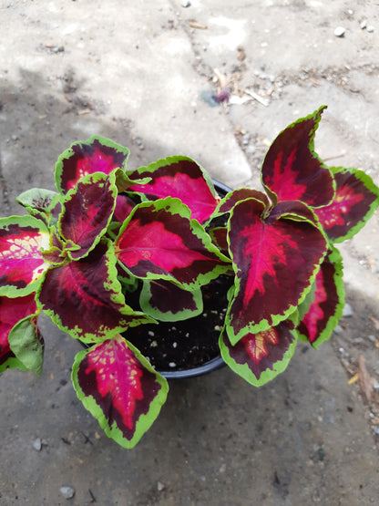 4" Coleus