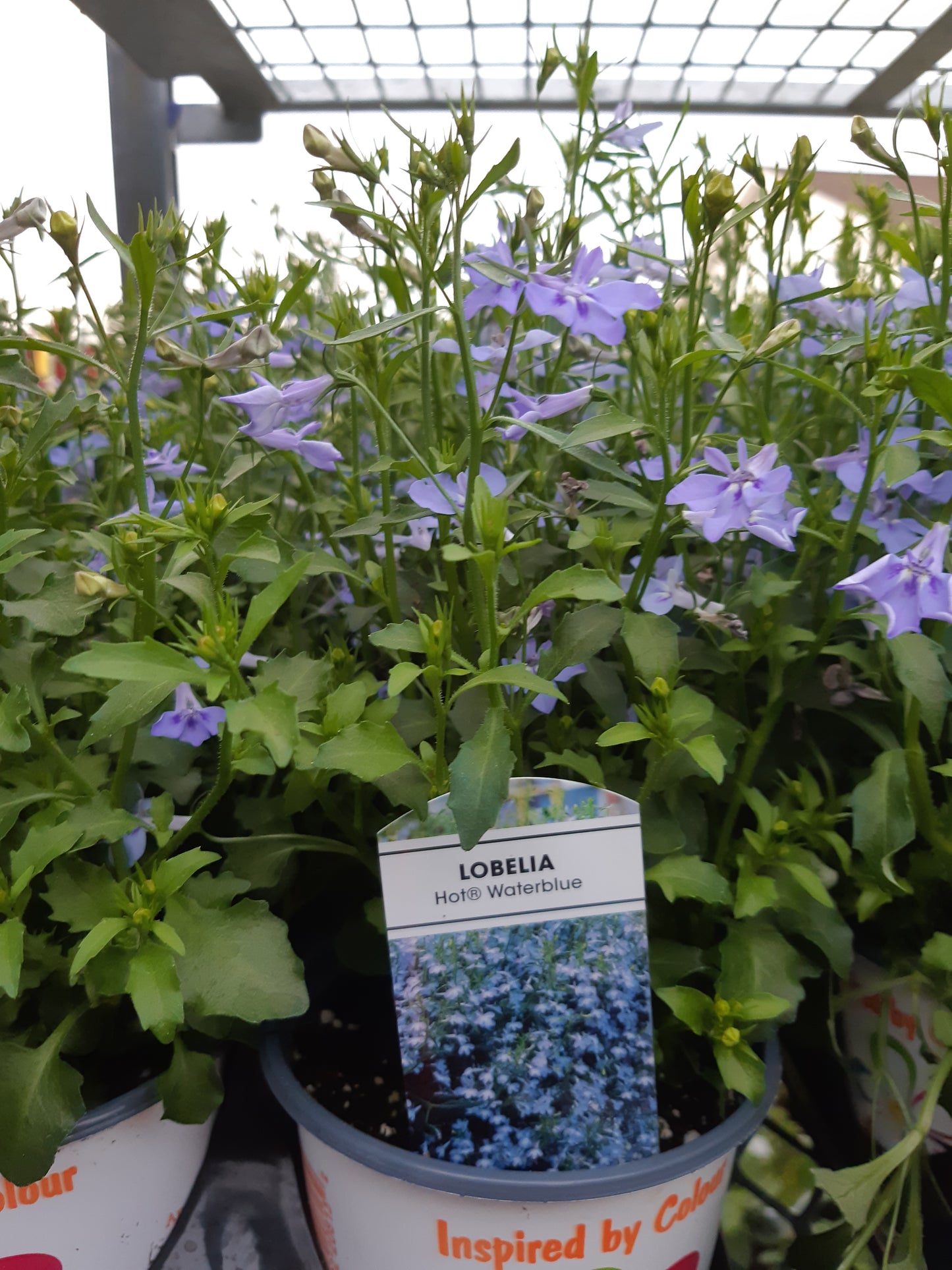 4" Lobelia