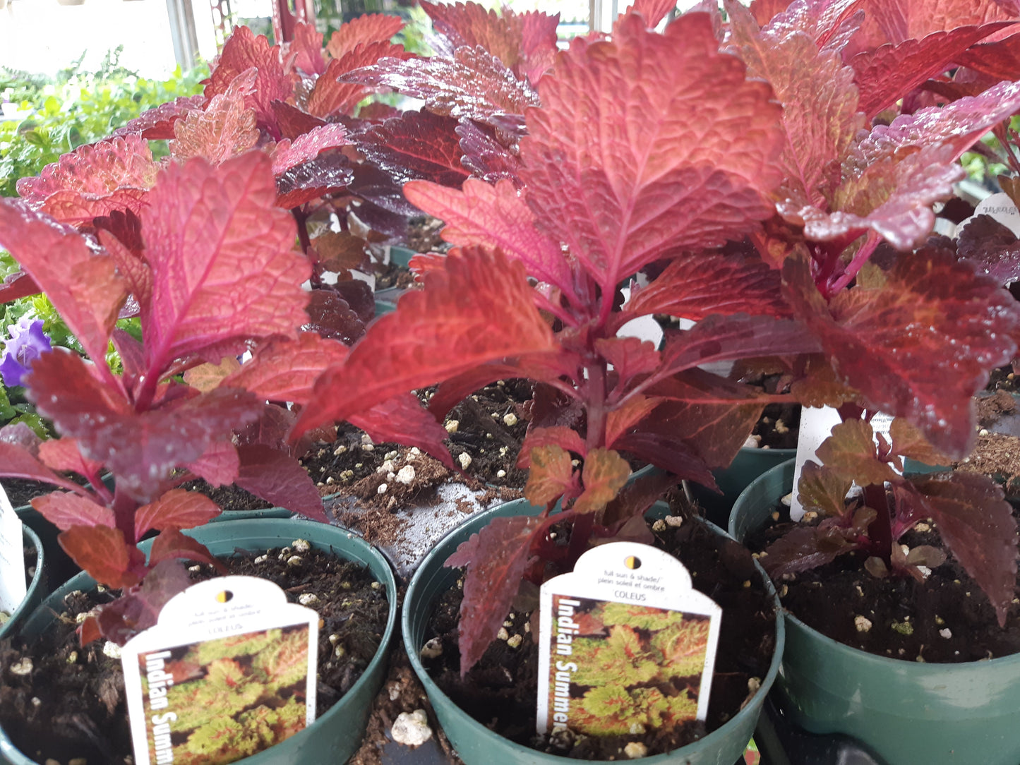 4" Coleus