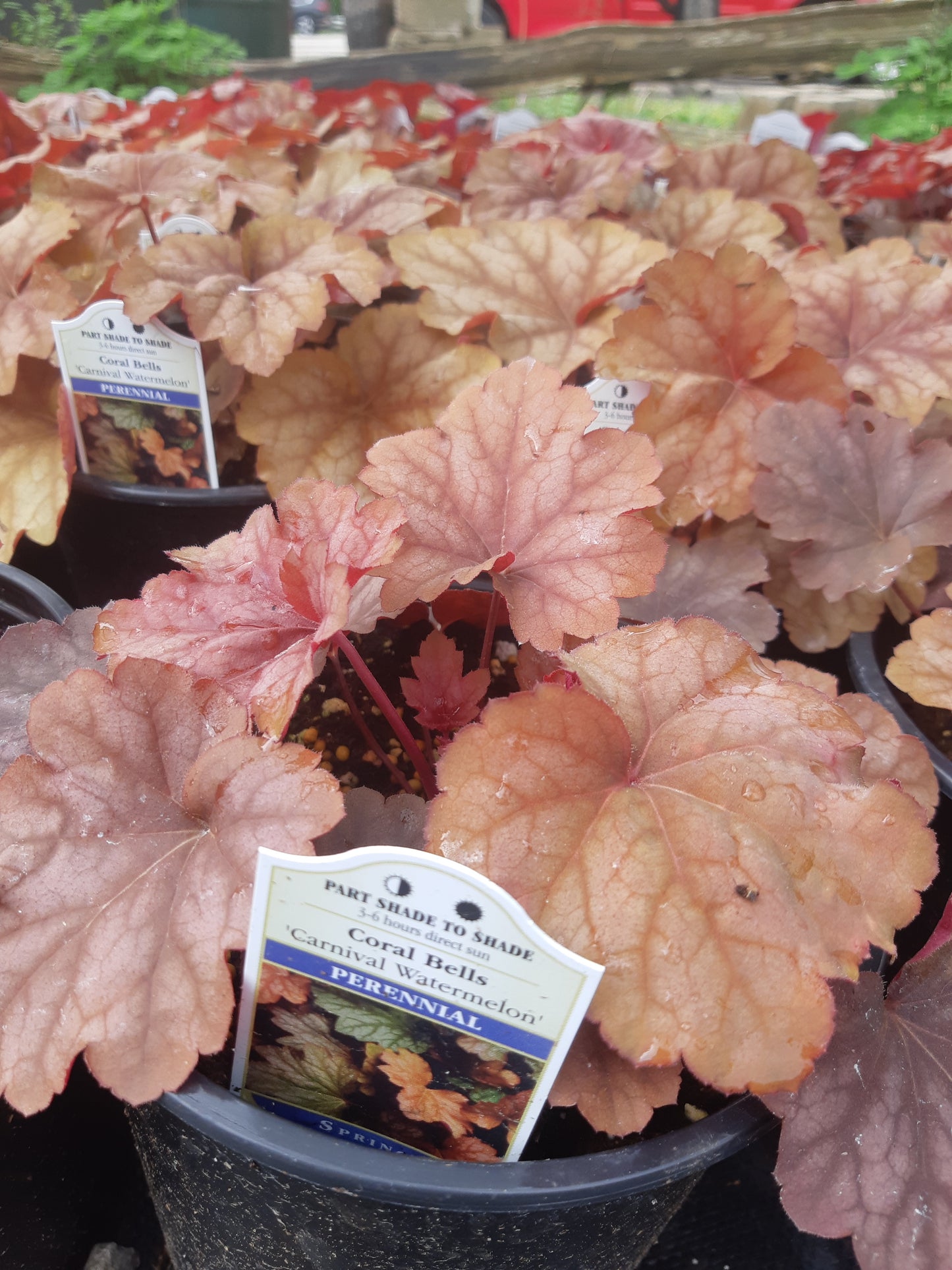 1 Gal Heuchera (Coral Bells)
