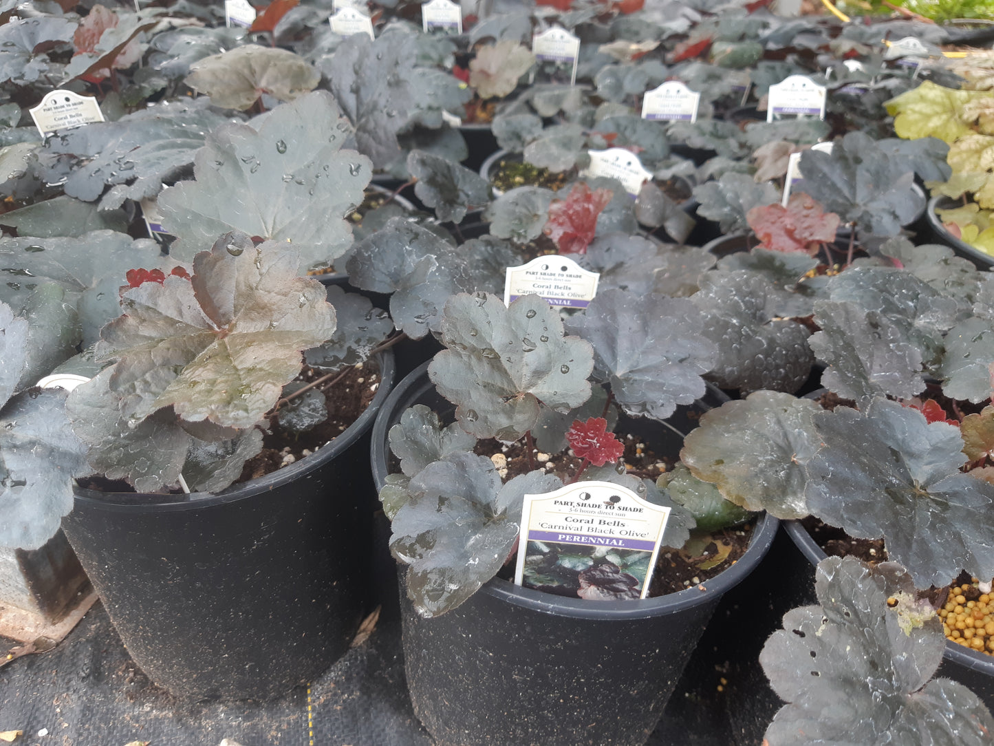 1 Gal Heuchera (Coral Bells)