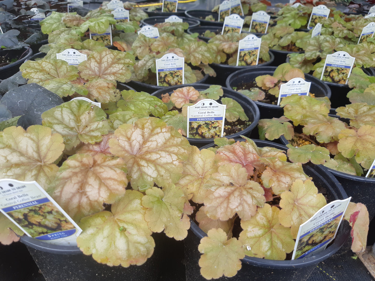 1 Gal Heuchera (Coral Bells)