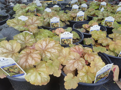 1 Gal Heuchera (Coral Bells)