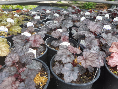 1 Gal Heuchera (Coral Bells)