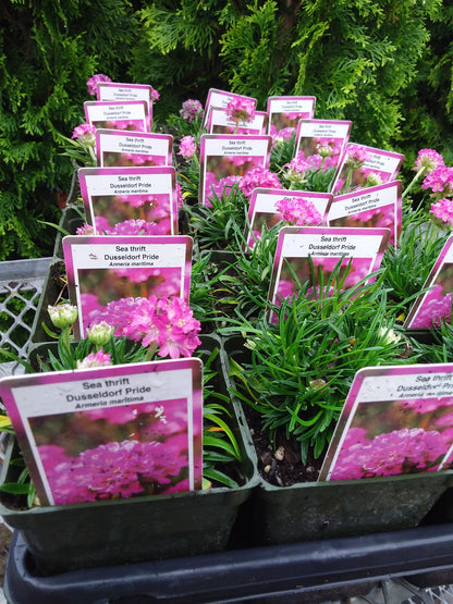 4" Thrift (Armeria maritima)