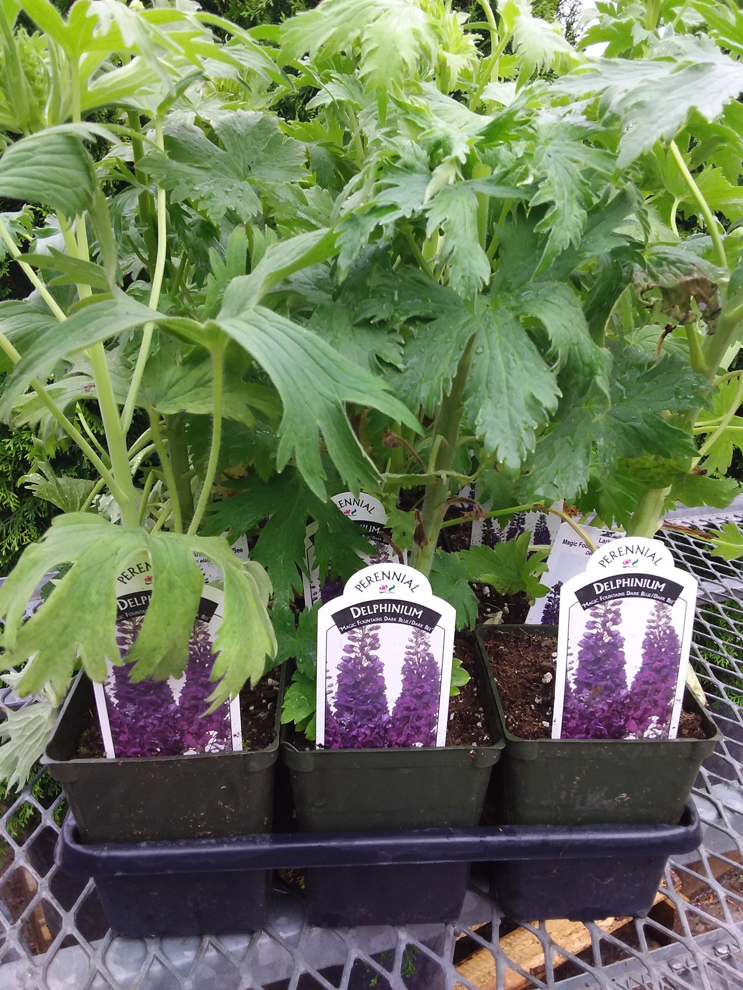 4" Delphinium (Larkspur)