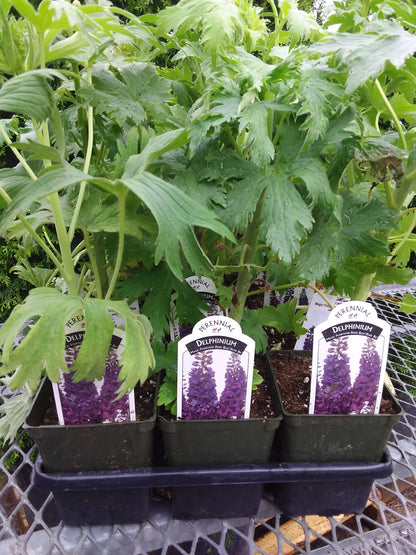 4" Delphinium (Larkspur)