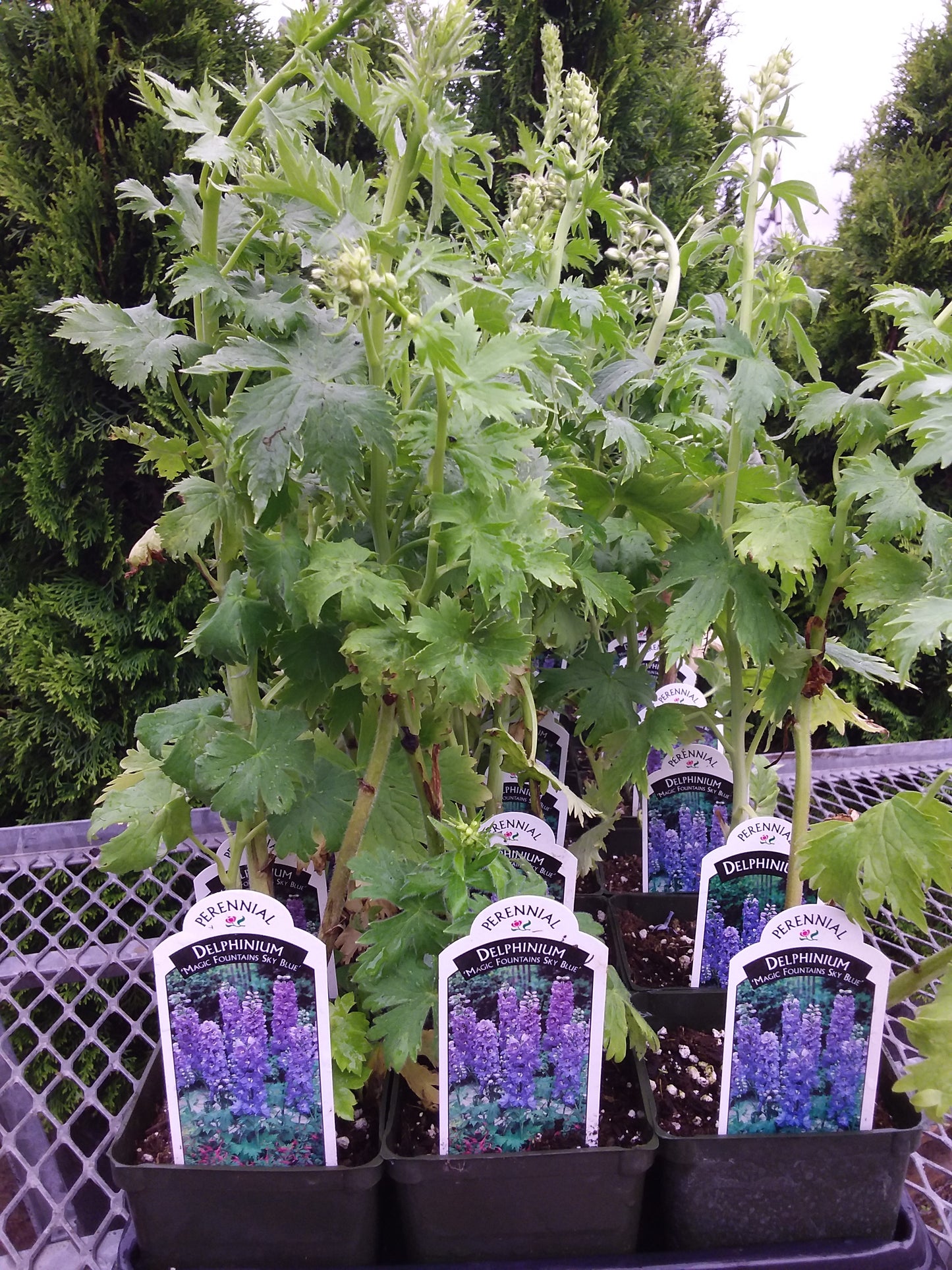 4" Delphinium (Larkspur)
