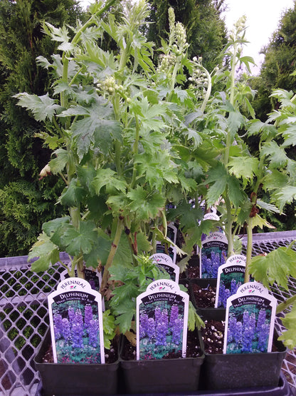 4" Delphinium (Larkspur)