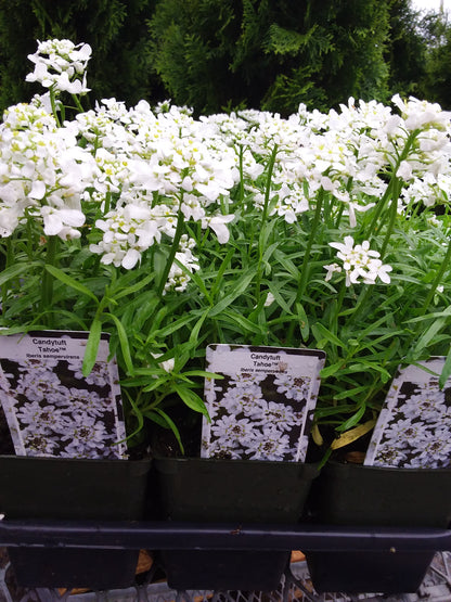 4" Candytuft (Iberis)