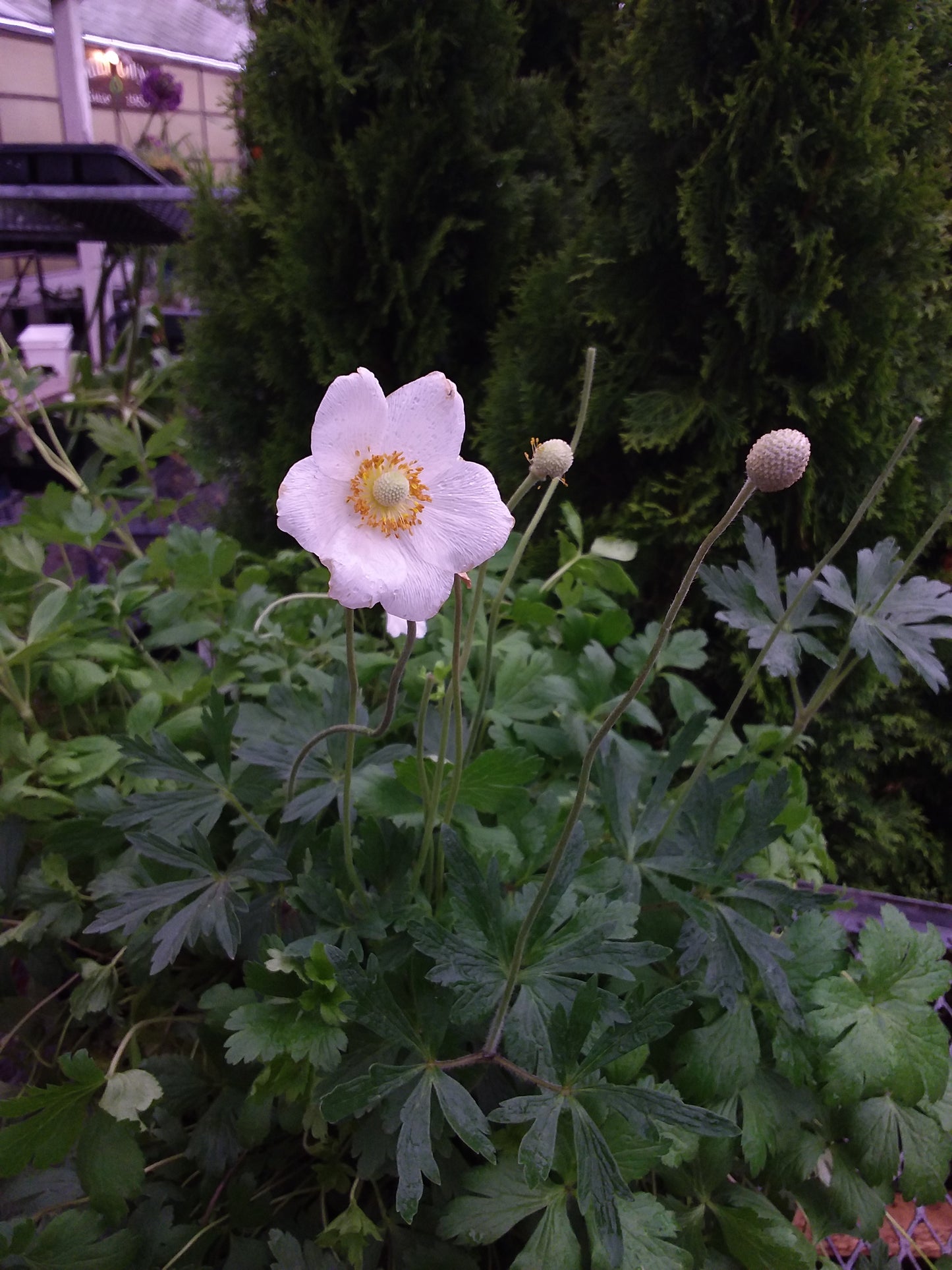 Snowdrop Anemone