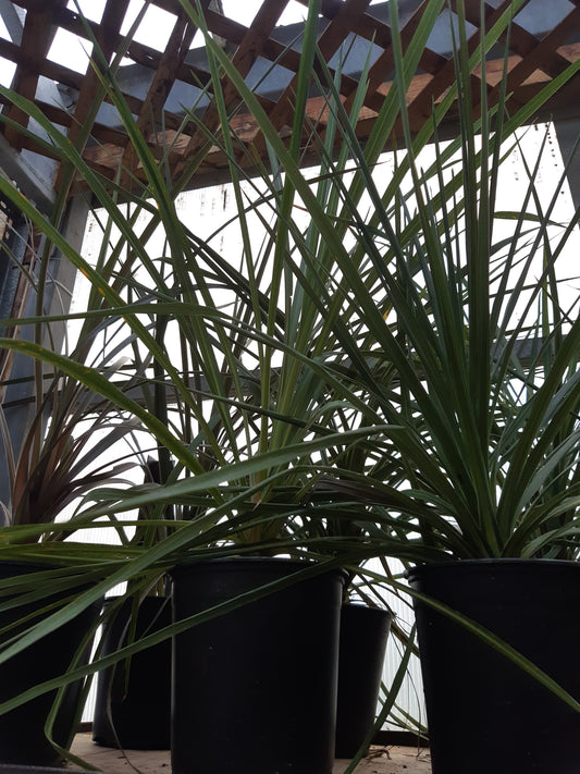 6" Green Spike