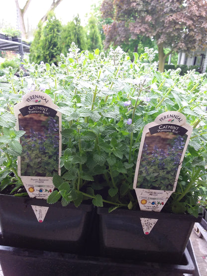 1 gal Catmint  (Nepeta)