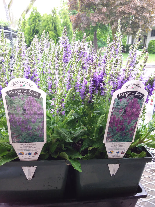 1 Gal Perennial Sage (Salvia)