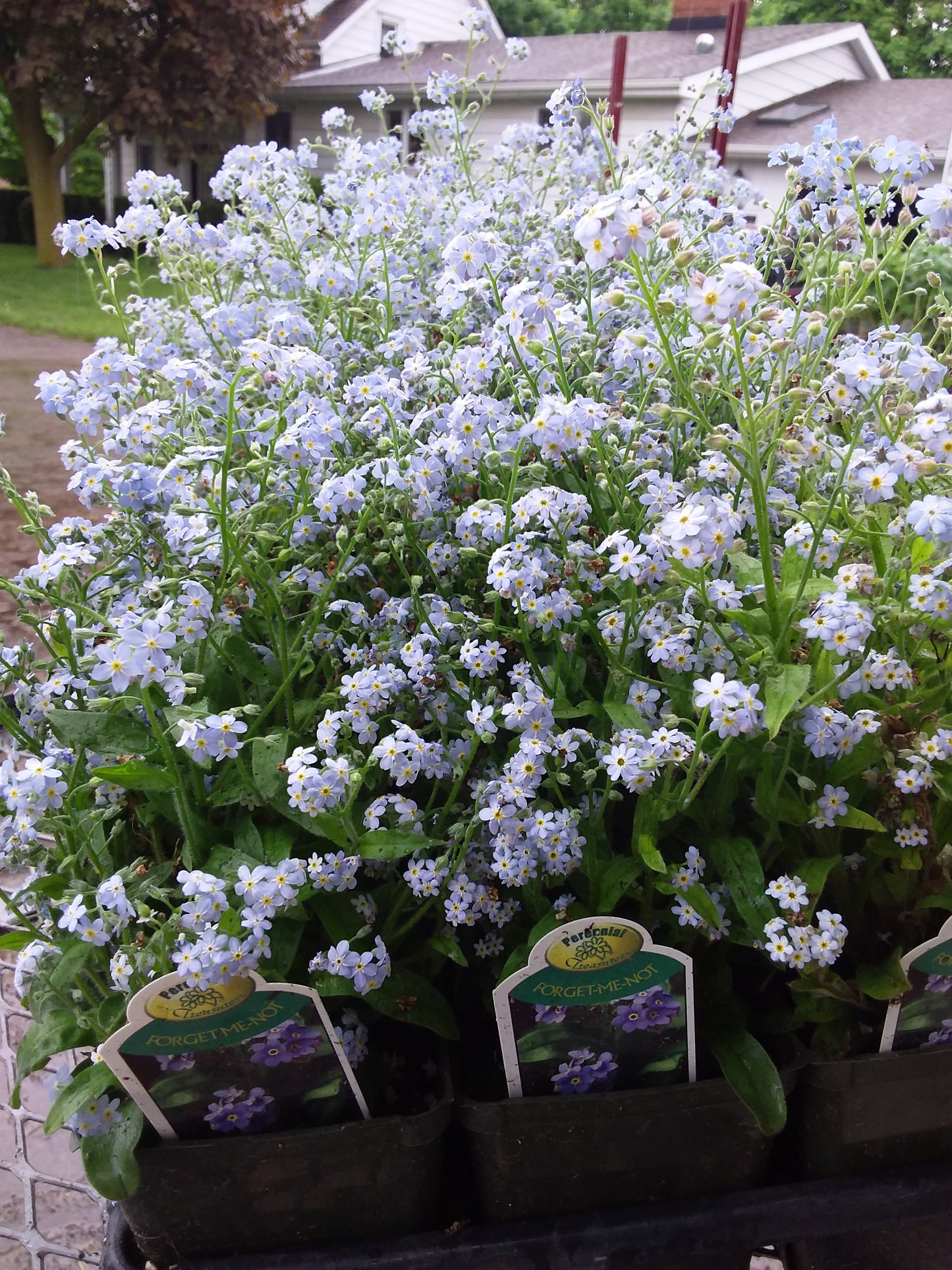 4" Myosotis (Forget me not)