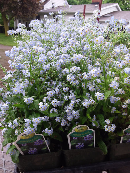 4" Myosotis (Forget me not)