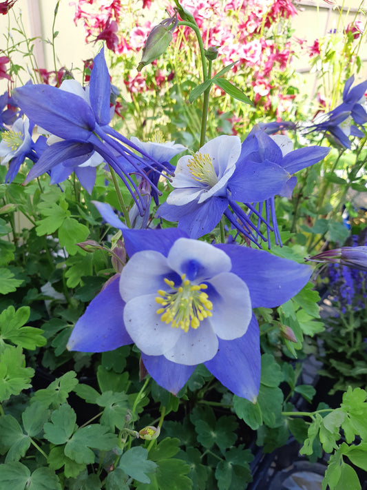 1 Gal Columbine (Aquilegia)