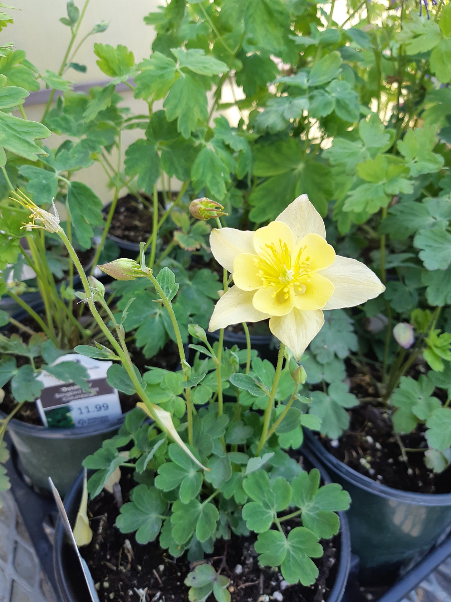 1 Gal Columbine (Aquilegia)