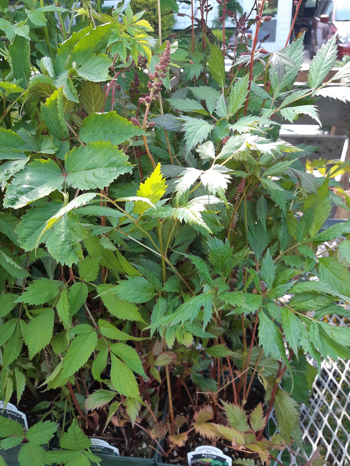 1 Gal Astilbe