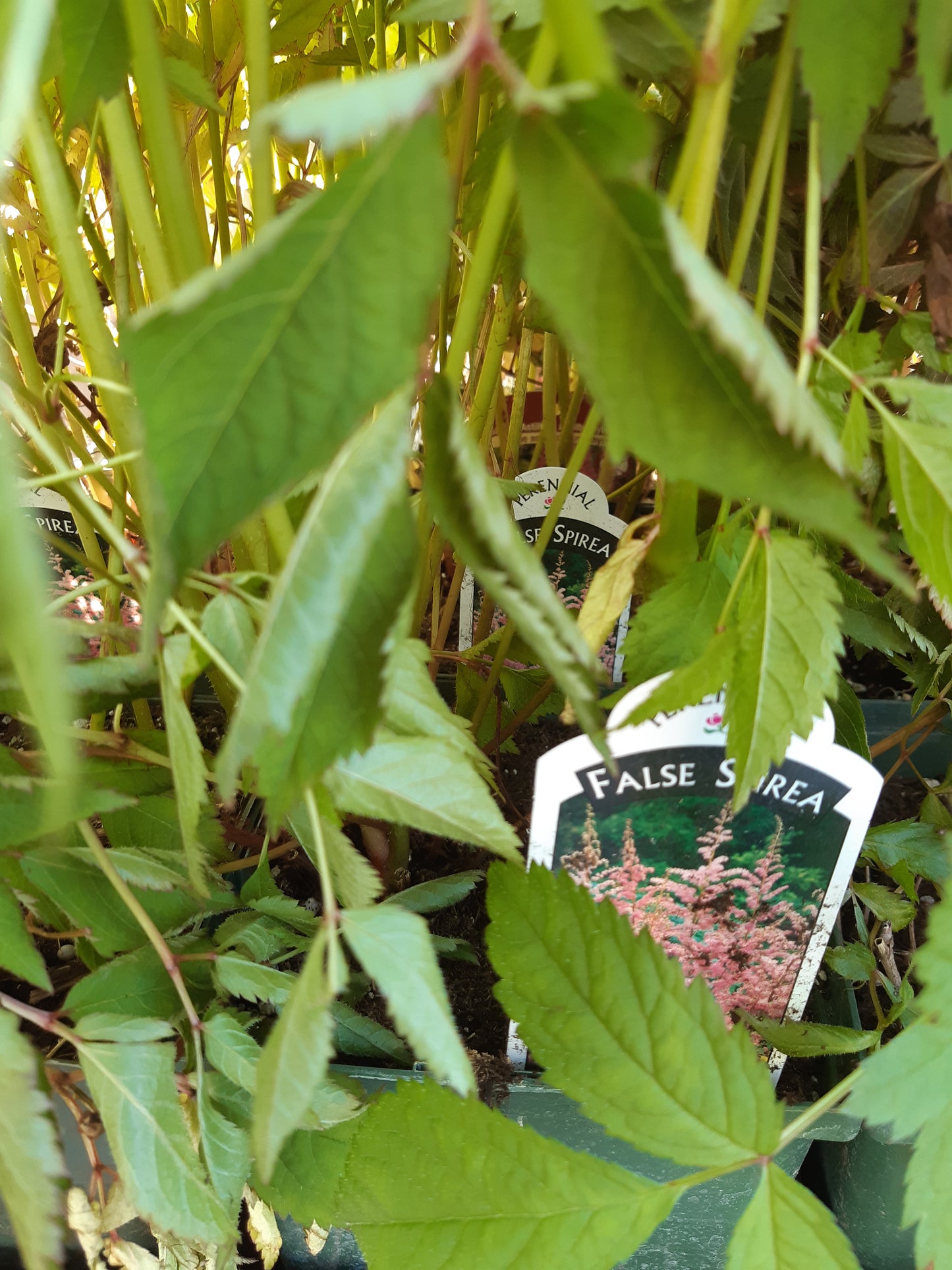 1 Gal Astilbe