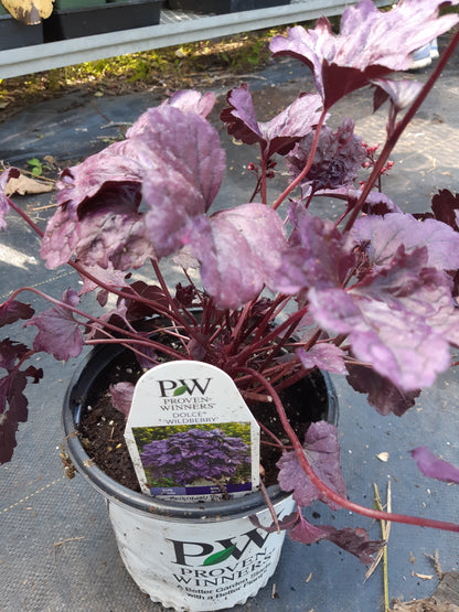 1 Gal Heuchera (Coral Bells)