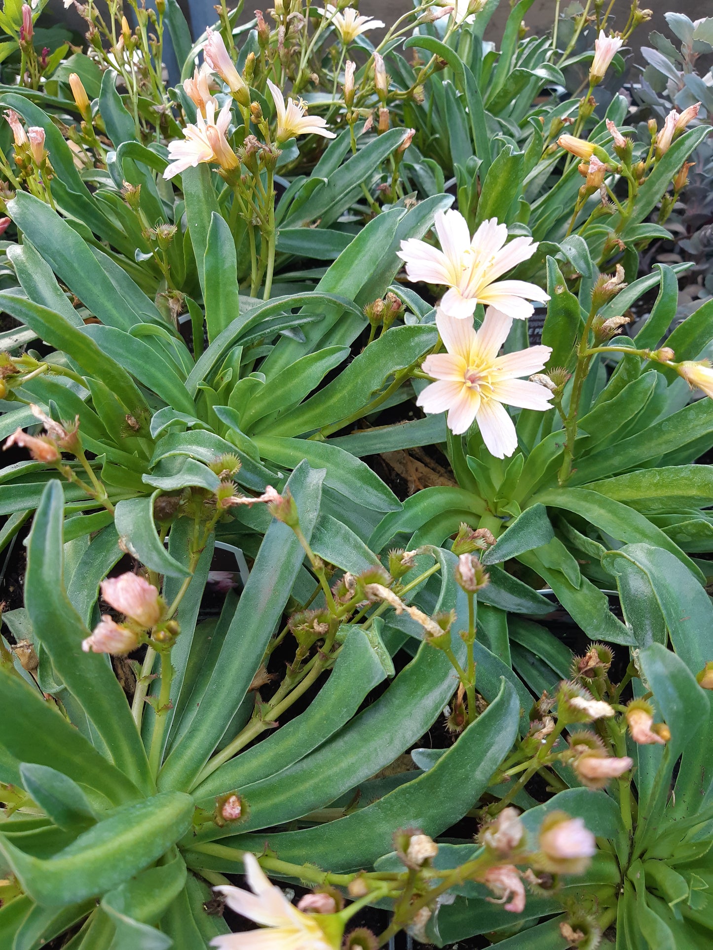 1 Gal Lewisia 'Bitter Root'