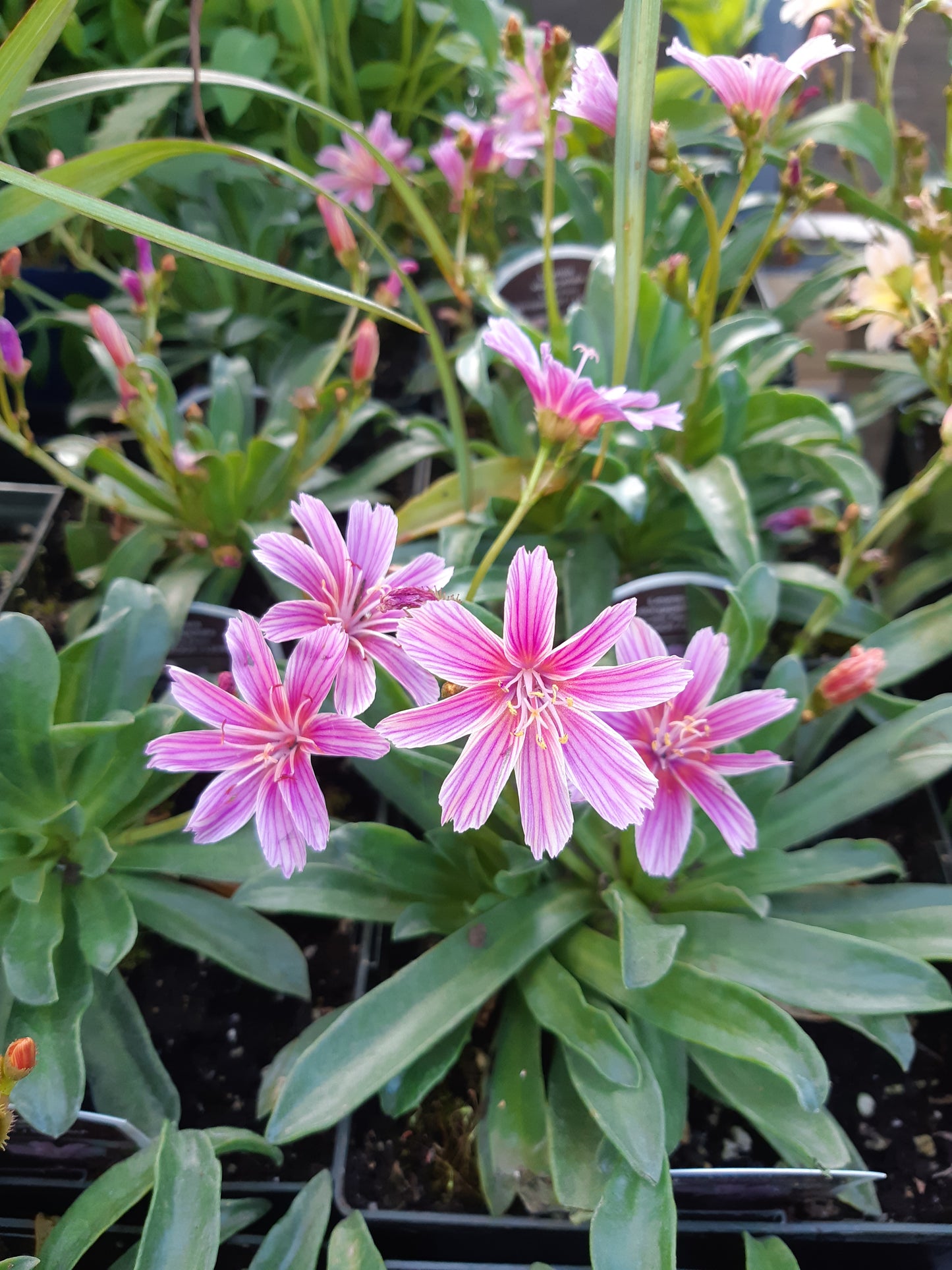 1 Gal Lewisia 'Bitter Root'