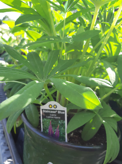 Lupine 'Lupinus' 1 Gal